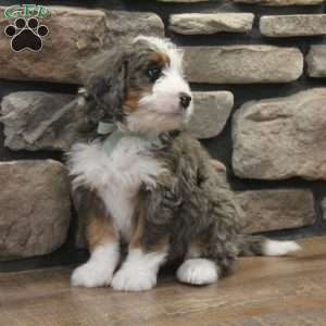 Ren, Mini Bernedoodle Puppy